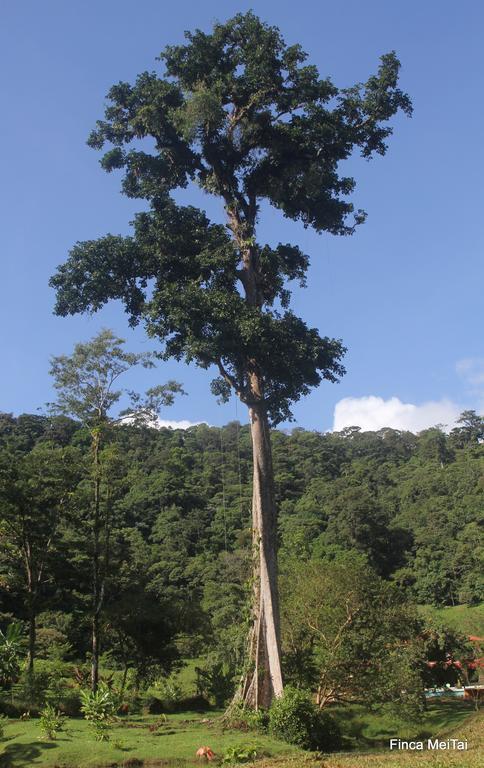 Mei Tai Cacao Lodge Bijagua Exteriér fotografie